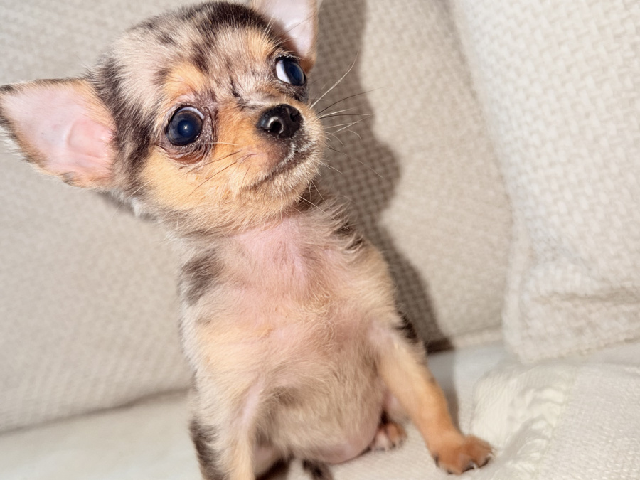 Chihuahua for sale in Kildare - photo 1