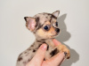 Chihuahua for sale in Kildare - photo 5