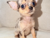 Chihuahua for sale in Kildare - photo 4