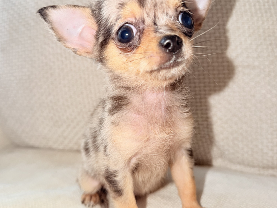 Chihuahua for sale in Kildare - photo 4