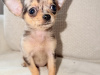 Chihuahua for sale in Kildare - photo 3