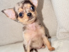 Chihuahua for sale in Kildare - photo 2