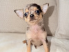 Chihuahua for sale in Kildare - photo 7