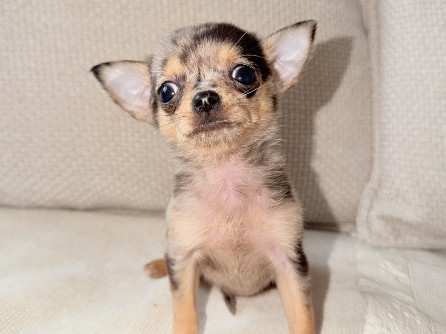 Chihuahua for sale in Kildare - photo 7