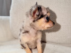 Chihuahua for sale in Kildare - photo 6