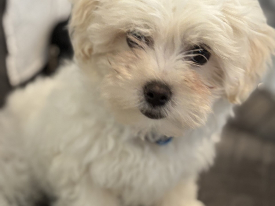 Maltese for sale in Laois - photo 1