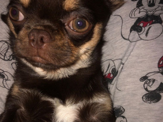 Adorable male puppy Chihuahua