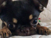 Chihuahua for sale in Dublin - photo 2