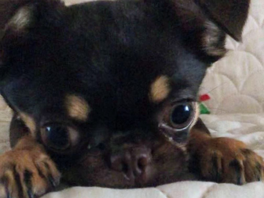 Chihuahua for sale in Dublin - photo 2