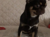 Chihuahua for sale in Dublin - photo 3