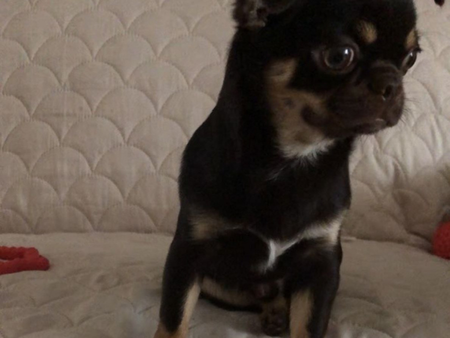 Chihuahua for sale in Dublin - photo 3