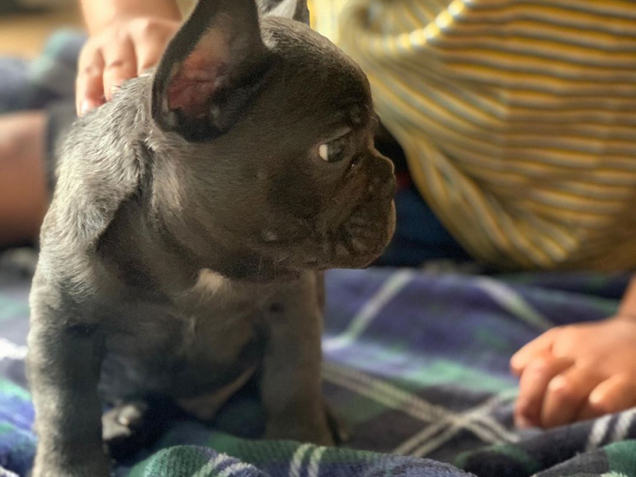 French Bulldog for sale in Dublin - photo 1