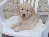 Golden Retriever for sale in Dublin - photo 1