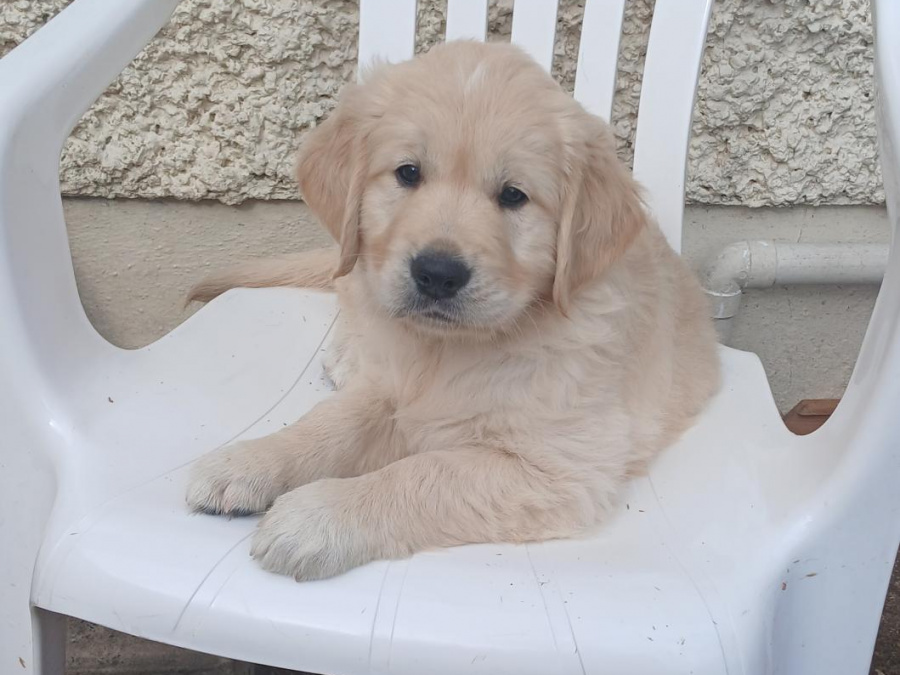 Golden Retriever for sale in Dublin - photo 1