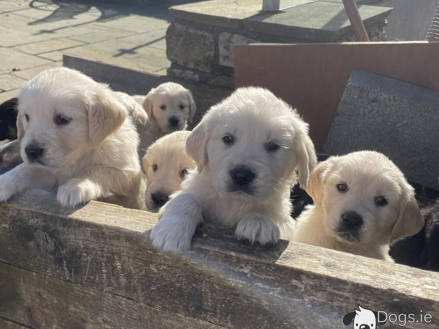 Golden Retriever for sale in Dublin - photo 2