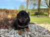 Dachshund for sale in Dublin - photo 1