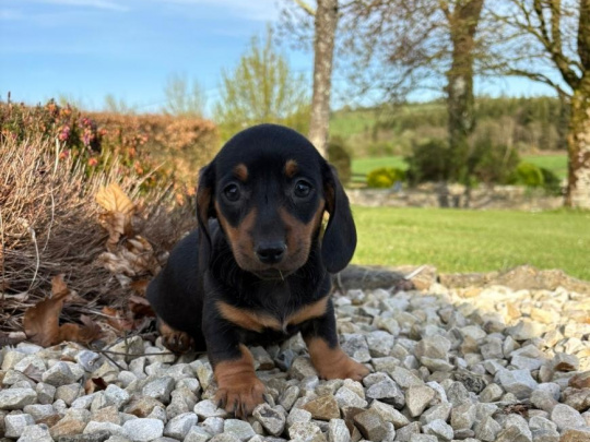 Gorgeous Males and Females Dachshund pups ready for their forever homes