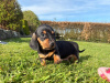 Dachshund for sale in Dublin - photo 2