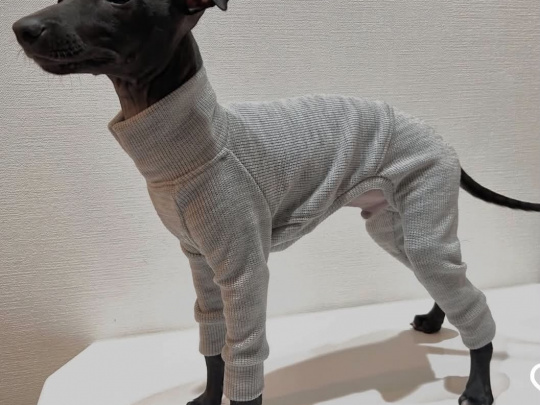 SMALL HOUSE PETS 🐕 Italian greyhound pup  💗💗