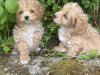 Poodle for sale in Kerry - photo 1