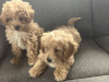 Poodle for sale in Kerry - photo 2