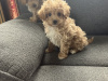 Poodle for sale in Kerry - photo 3