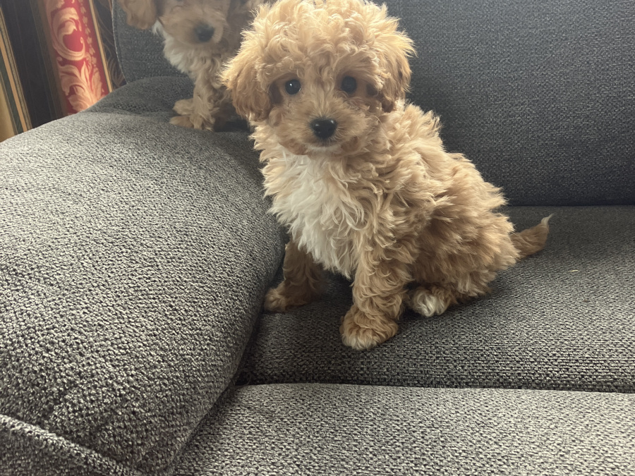 Poodle for sale in Kerry - photo 3