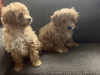 Poodle for sale in Kerry - photo 4