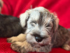 Schnauzer for sale in Galway - photo 1