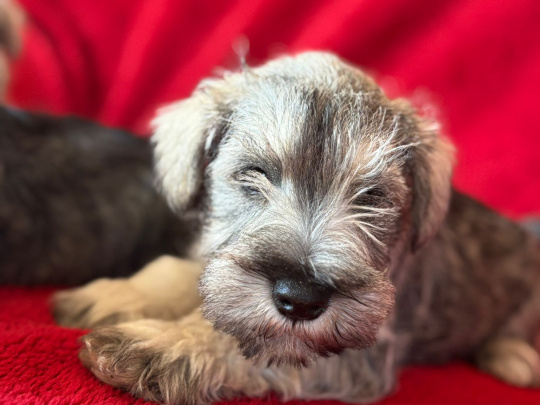 Mini schnauzer pups