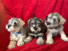 Schnauzer for sale in Galway - photo 4