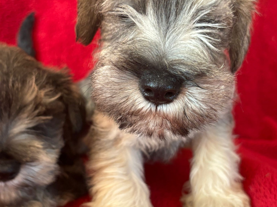Schnauzer for sale in Galway - photo 3