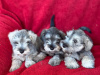 Schnauzer for sale in Galway - photo 2