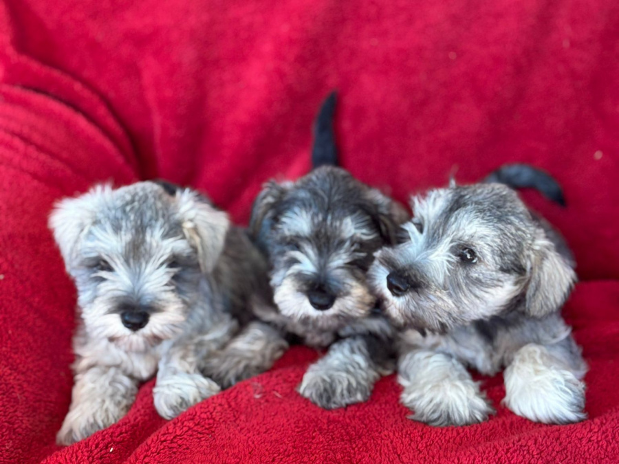 Schnauzer for sale in Galway - photo 2