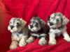 Schnauzer for sale in Galway - photo 5