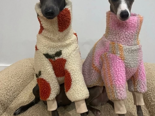 SMALL HOUSE PETS 🐕 Italian greyhound pup  💗💗