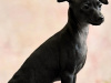 Italian Greyhound for sale in Meath - photo 2