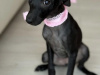 Italian Greyhound for sale in Meath - photo 3