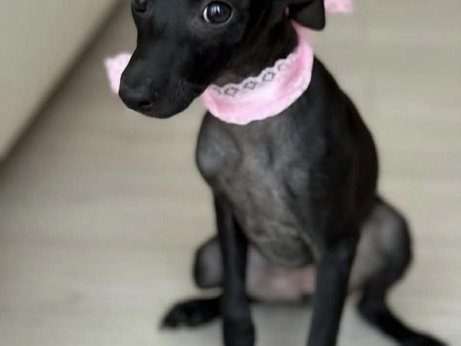 Italian Greyhound for sale in Meath - photo 3