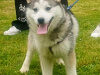 Pomsky for sale in Limerick - photo 4