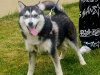 Pomsky for sale in Limerick - photo 5