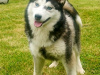 Pomsky for sale in Limerick - photo 3