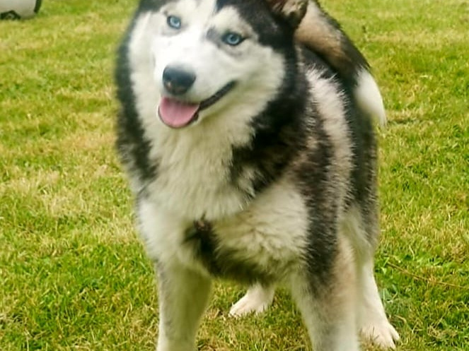 Pomsky for sale in Limerick - photo 3