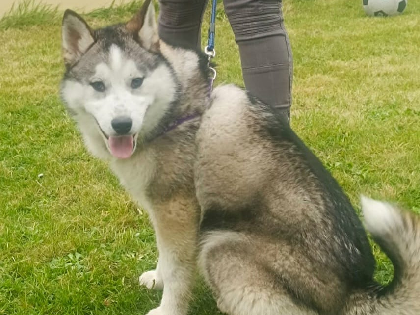 Pomsky for sale in Limerick - photo 6