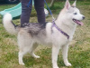 Pomsky for sale in Limerick - photo 2