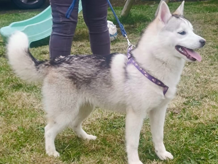 Pomsky for sale in Limerick - photo 2