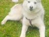 Pomsky for sale in Limerick - photo 9
