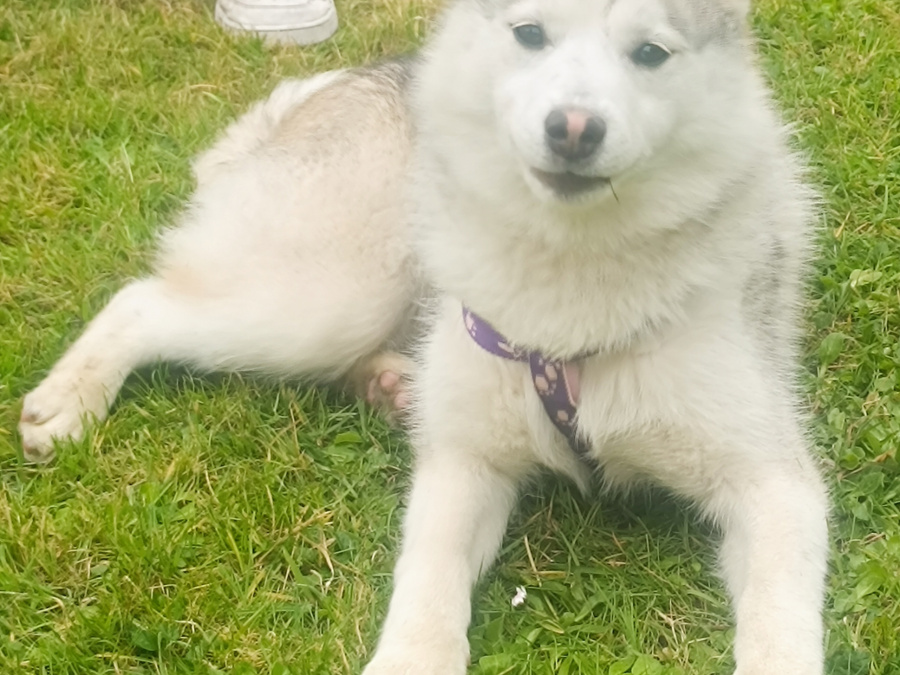 Pomsky for sale in Limerick - photo 9