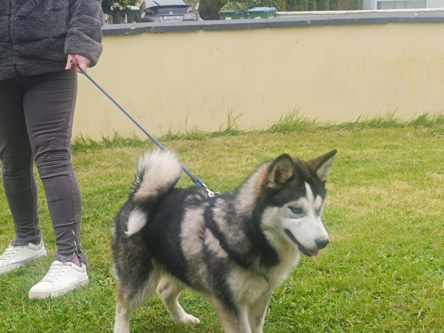 Pomsky for sale in Limerick - photo 10