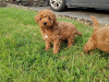 Poodle for sale in Kerry - photo 3
